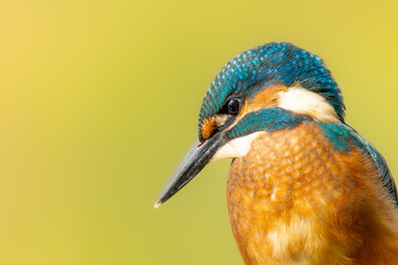 Portrait Eisvogel