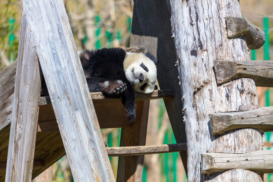 Giant panda sleeping on a wooden construction on a sunny day in a panda sanctuary in Chengdu, China