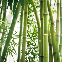Fototapeta premium Cool green bamboo trees