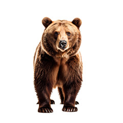 Fototapeta premium Side view of brown bear png, AI Generated