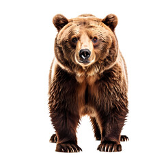 Fototapeta premium Side view of brown bear png, AI Generated