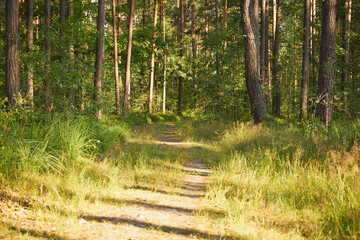 ścieżka,las  © Marcin Łazarczyk