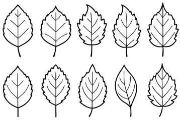 Aspen Leaf Line Art Design Illustration