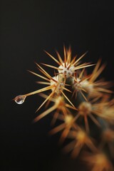 A cactus with a drop of water on it
