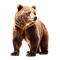 Obraz premium Side view of brown bear png, AI Generated