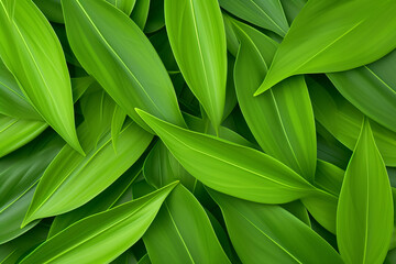 Obraz premium Green codiaeum variegatum leaves background for creative banner with copyspace, green plant background, tropical leaves background, Generative AI