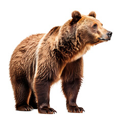 Obraz premium Side view of brown bear png, AI Generated