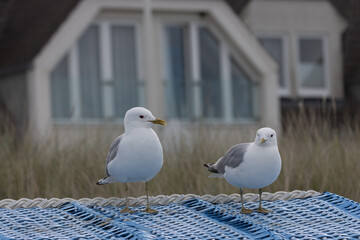 2 Möwen auf Strandkorb.	