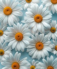Fototapeta premium White Daisies on Blue Background