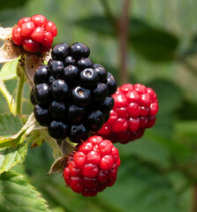 Large ripe blackberry