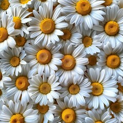 Obraz premium Close-Up of White Daisies