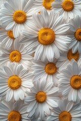 Obraz premium White Daisies Close-Up
