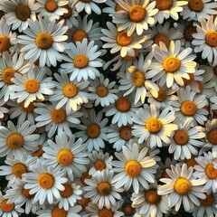 Fototapeta premium White Daisies in Bloom