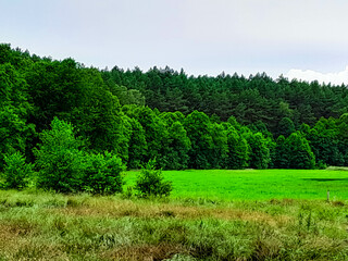 Meadow in center of Tuchola forest. Pure nature of northern Poland.
