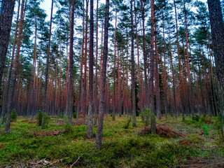 Fototapeta premium Walking across Tuchola Forest. Pure nature of northern Poland