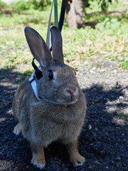 Close-up of a cute pet grey rabbit with collar