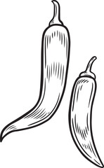 Chili pepper engraving vector illustration isolated on white background.
