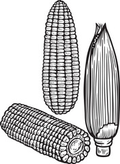 Corn cob line drawing vector illustration.