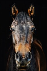 Horse Portrait Close-Up