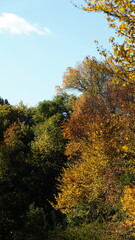 Fototapeta premium The beautiful central park autumn landscape with the colorful trees in New York