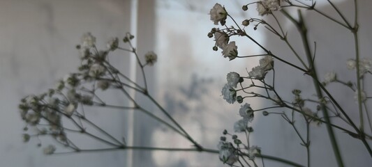 Gypsophila or baby's breath flowers against window . Minimal interior concept