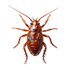Top view of cockroach, AI Generated