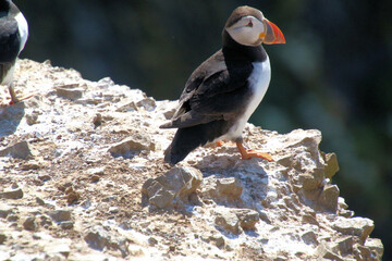 A view of an Atlantic Puffin on Skomer Island