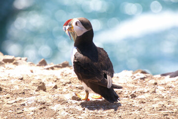 A view of an Atlantic Puffin on Skomer Island