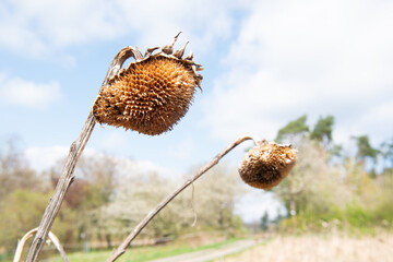 thistle in the sky