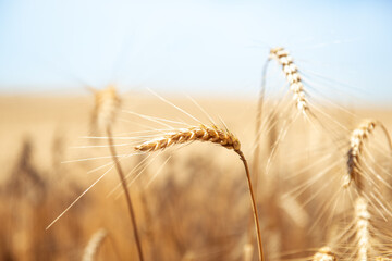 golden wheat field