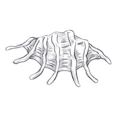 Hand drawn coal black pencil seashell isolated on white background. Marine illustration can be used for card, label, invitation and other printed products.