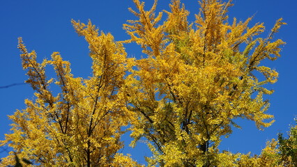 The beautiful central park autumn landscape with the colorful trees in New York