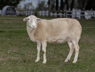 Obraz premium Light brown sheep ewe on a grassy field