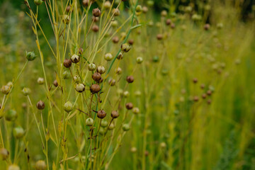 Flax ripening in the field. Sustainable resource. Copy space. 