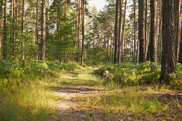 leśna ścieżka  © Marcin Łazarczyk