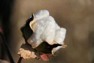 Brown Branch of Open Box of Soft Fluffy Cotton Fiber around the seeds of genus Gossypium close up. Voluminous cozy Flower turned towards the Sun on the background of a warm Cotton Field