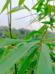 Naklejka premium Evening leaves after only a few minutes of rain