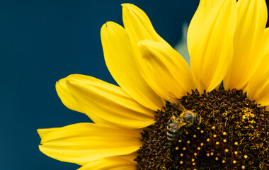 close up of sunflower