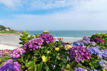 Magnifiques hortensias sur la c&ocirc;te de granit rose en Bretagne - France
