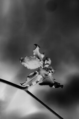 close up of a flower in black and white film negative
