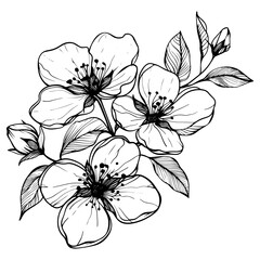 Hand drawn highly detailed blooming apple flowers