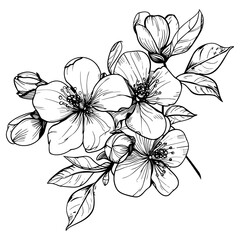 Hand drawn highly detailed blooming apple flowers