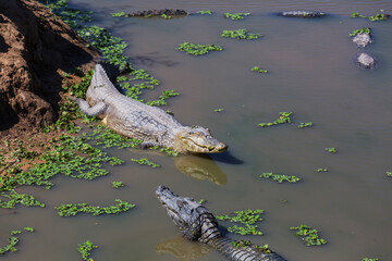 Alligator in Brazil