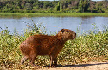 Capybara