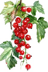 Hand-painted Red Currant Branch. Ripe Juicy Berries on a White Background