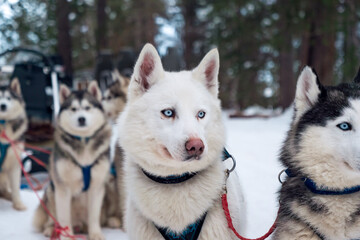 White husky dog in snowy forest with other dogs ready to pull sled