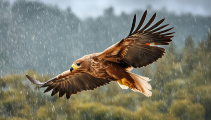 Fototapeta premium Close up a Eagles Flying in the sky, wildlife photography - nature, Generative AI.