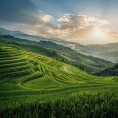 Fototapeta premium Aerial view of green rice fields. Agricultural landscape in Asia captured by drone. Green field, place for nature travel. Plantation agriculture, rice.