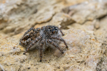 Beautiful Jumper spider - Philaeus chrysops, beautiful small jumping spider from Euroasian open and warm areas, Mikulov, Czech Republic.