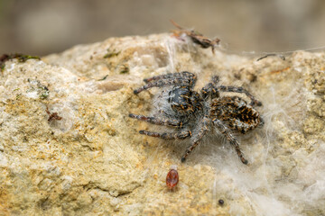 Beautiful Jumper spider - Philaeus chrysops, beautiful small jumping spider from Euroasian open and warm areas, Mikulov, Czech Republic.